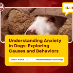 Understanding Anxiety in Dogs- Exploring Causes and Behaviors