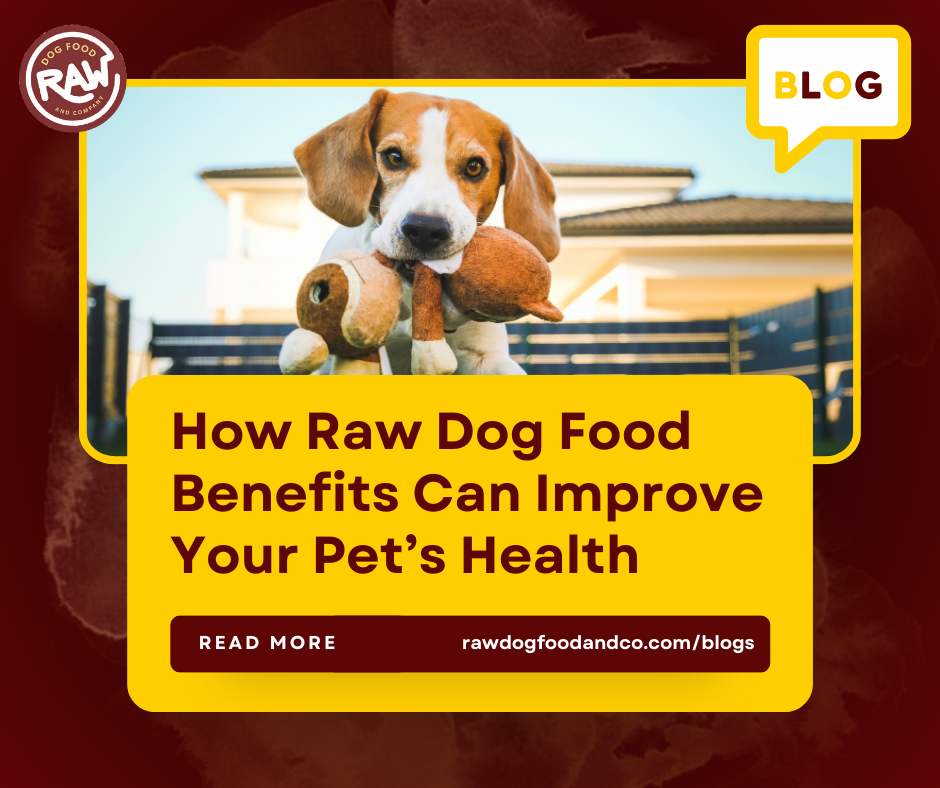 How Raw Dog Food Benefits Can Improve Your Pet’s Health