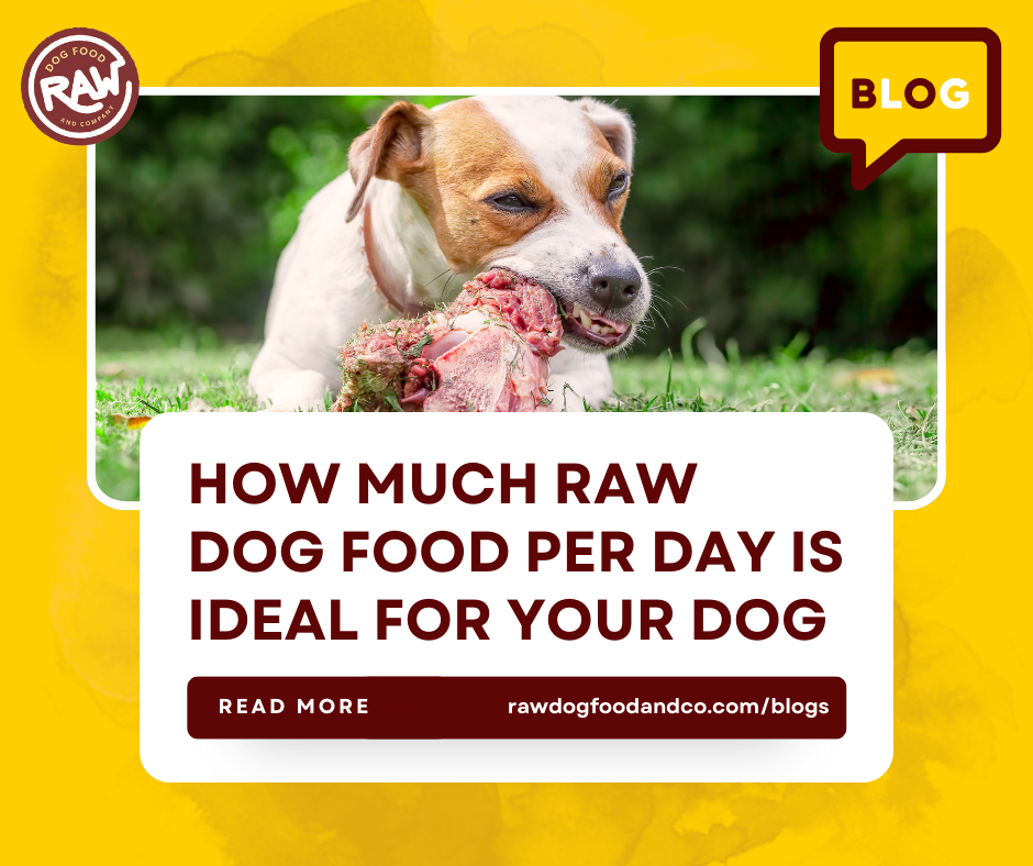 How Much Raw Dog Food Per Day Is Ideal for Your Dog