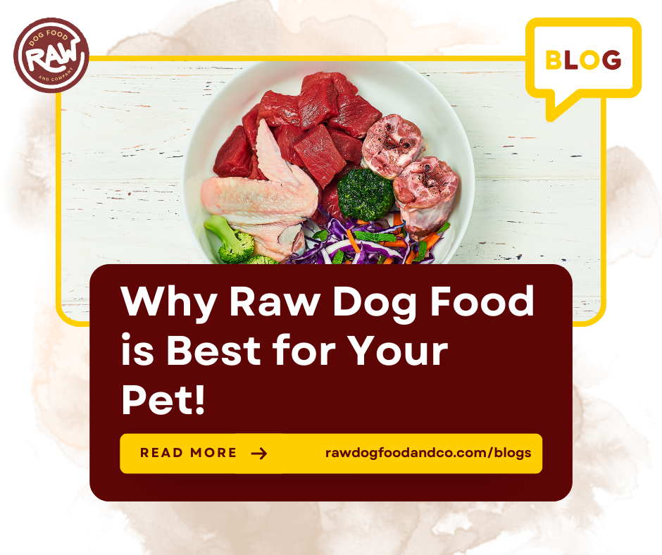 Why Raw Dog Food is Best for Your Pet!