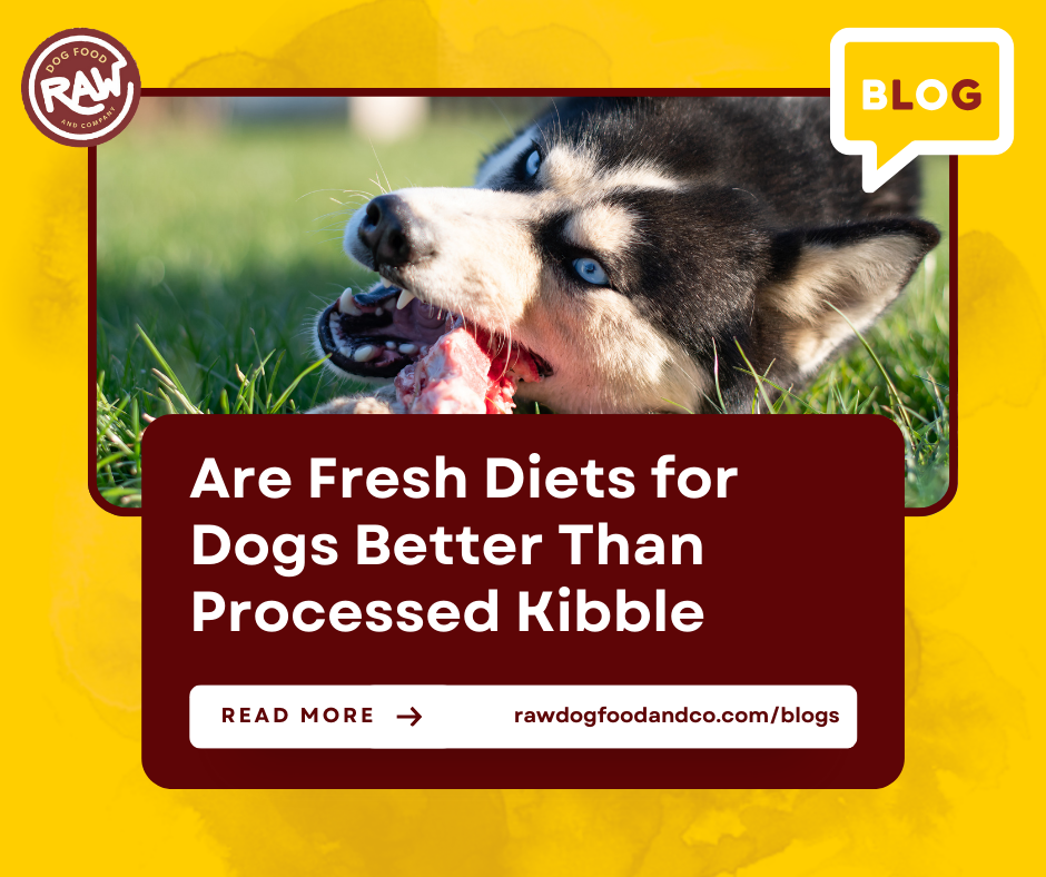 Are Fresh Diets for Dogs Better Than Processed Kibble