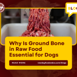 Why Is Ground Bone in Raw Food Essential for Dogs
